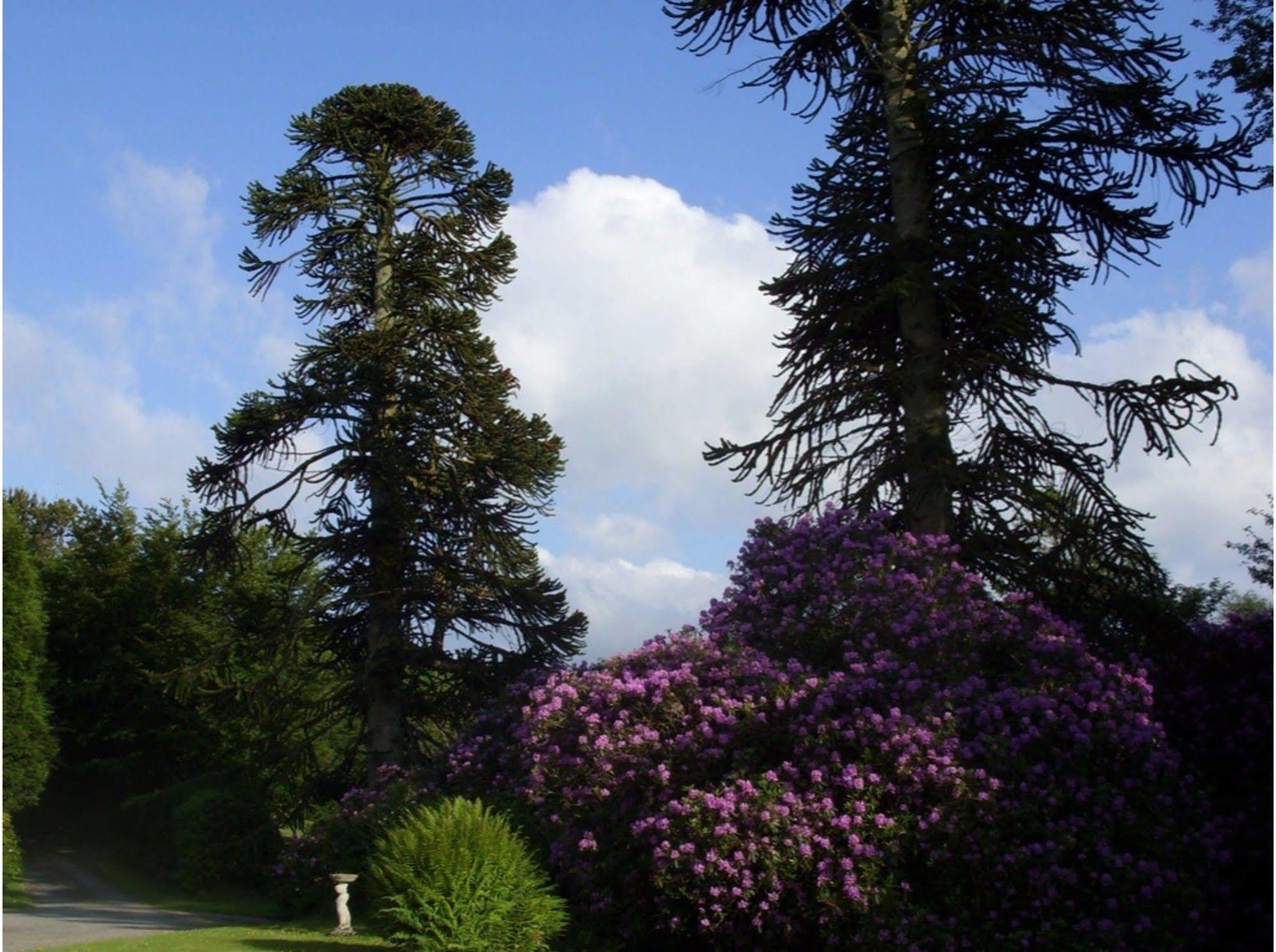 Bed and Breakfast Moorlands Parracombe Exteriér fotografie